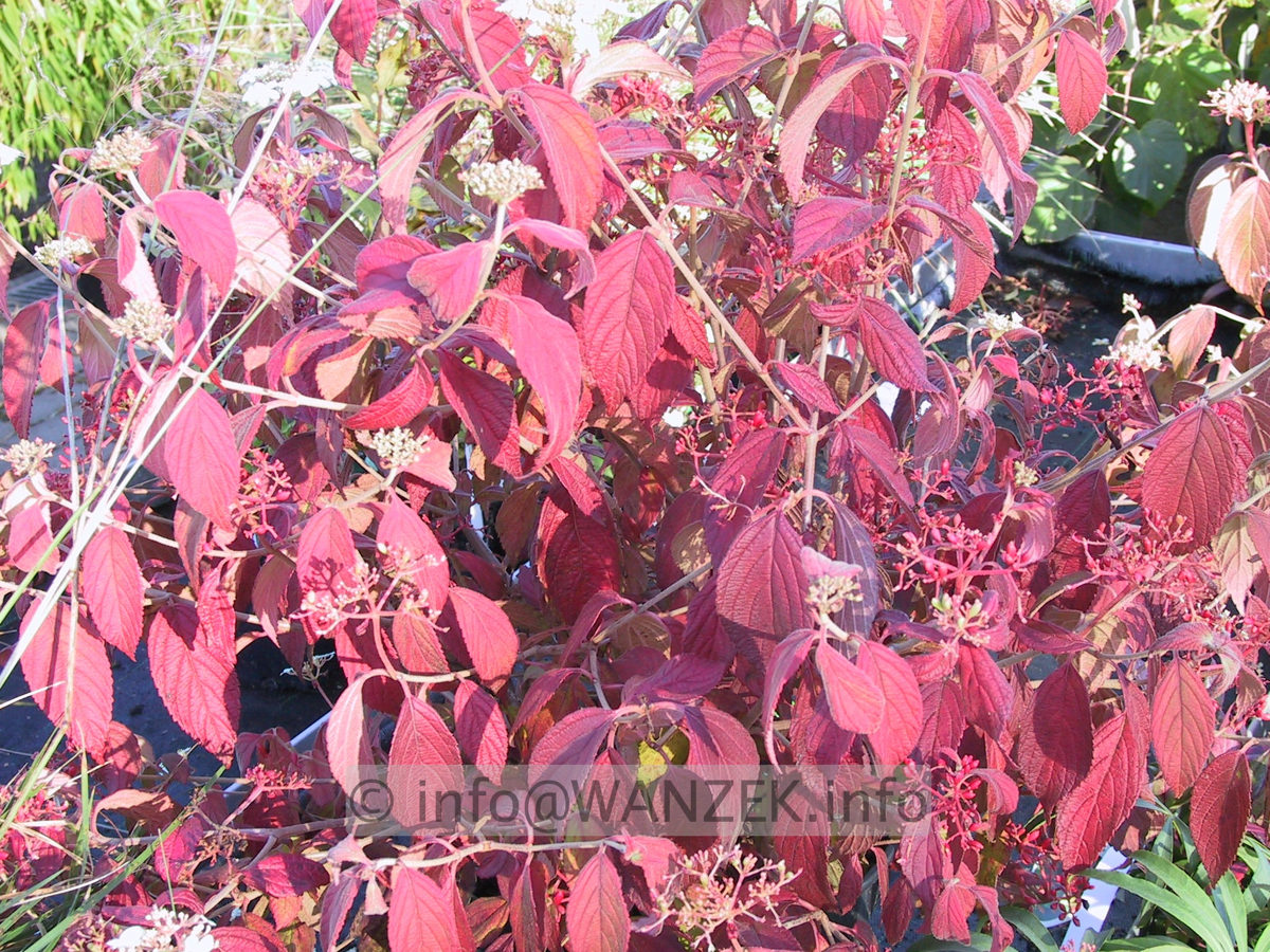 Viburnum plicatum 01.JPG